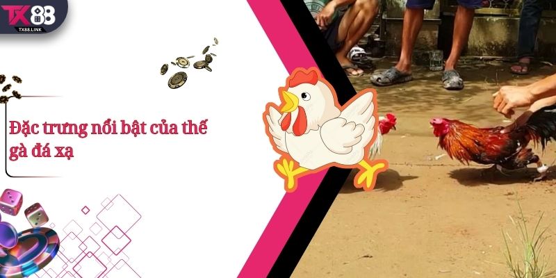 Thế Gà Đá Xạ Là Gì? Vì Sao Được Các Chiến Kê Đánh Giá Cao? 3 Đặc trưng nổi bật của thế gà đá xạ